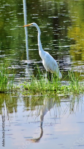 Great White Egret