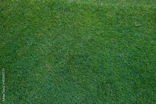 high angle view of a green grass background. High quality photo