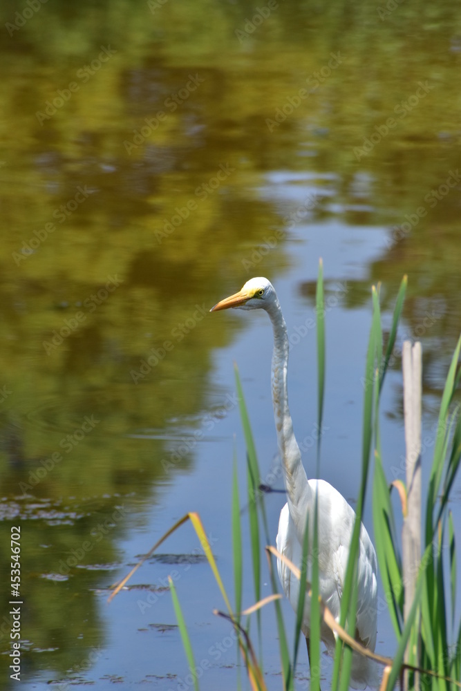 Egret at the lake