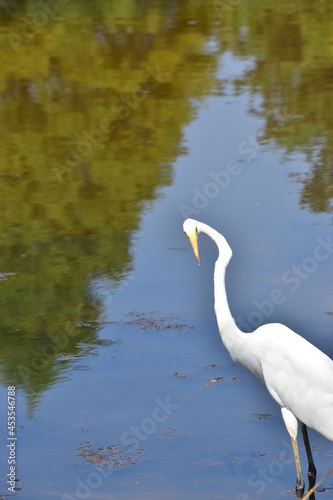 Egret at the lake