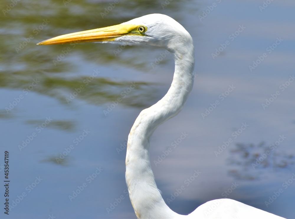 bird, egret, heron, water, white, nature, animal, wildlife, beak, lake, wild, birds, great, snowy egret, little, snowy, great egret, florida, feathers, marsh, egretta, sea, outdoors, pond, fish bird, egret, heron, water, white, nature, animal, wildlife, beak, lake, wild, birds, great, snowy egret, little, snowy, great egret, florida, feathers, marsh, egretta, sea, outdoors, pond, fish