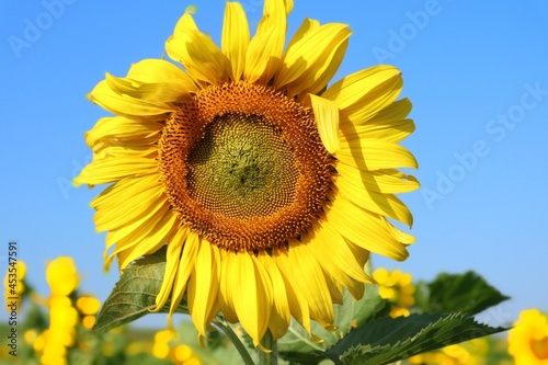 Beautiful big yellow sunflowers in the sunflower field in Thailand.