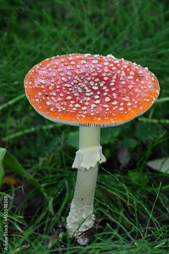 Amanita muscaria, commonly known as the fly agaric or fly amanita is a commonly found mushroom across southcentral Alaska's boreal forests. photo