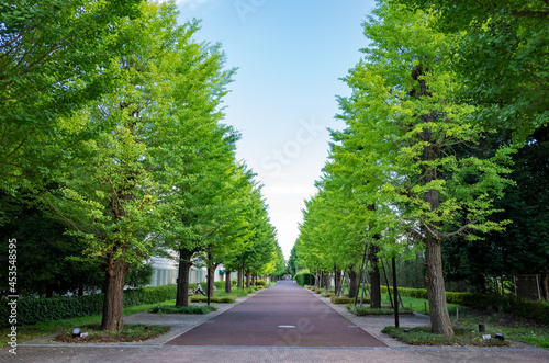 ground of tree-lined street of akishima city in tokyo, japan