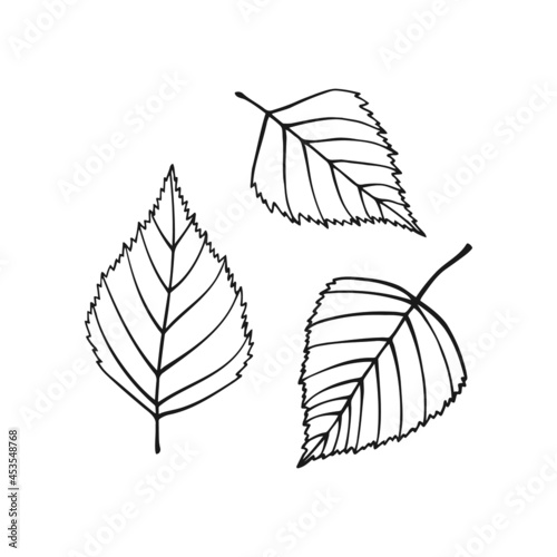 Set of hand drawn birch leaf outline. Line art style isolated on white background.