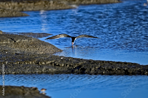 Black Skimmer - Rynchops niger