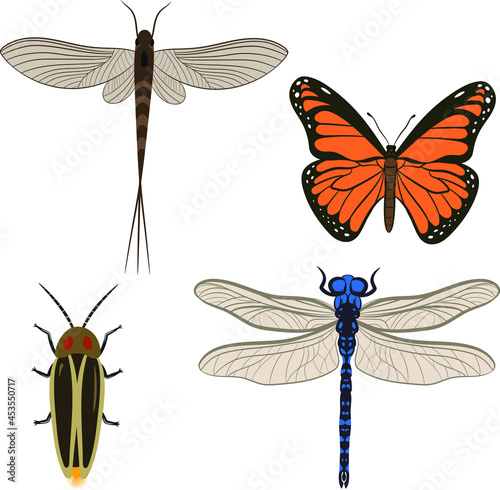 Big Set of Dragonfly Butterfly Firefly and Mayfly Vector Illustration Fill and Outline Isolated on White Background