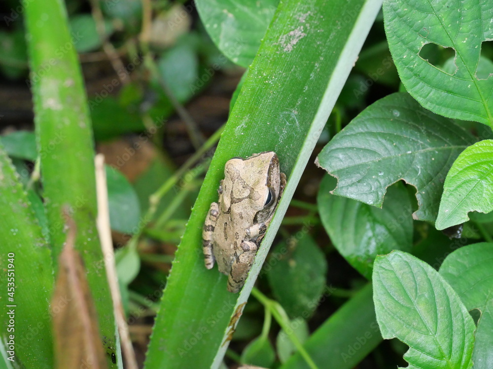 Common tree frog hiding on leaf in the tropical forest with natural green background, Brown Amphibians in Thailand