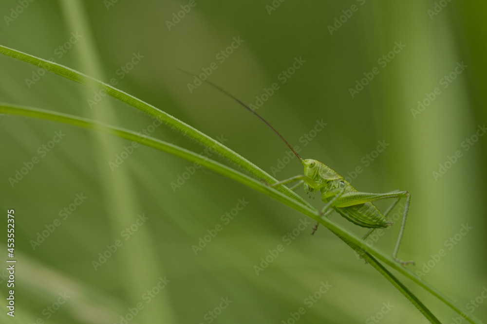 Grünes Heupferd (Tettigonia viridissima) Nymphe Grünes Heupferd (Tettigonia viridissima) Nymphe