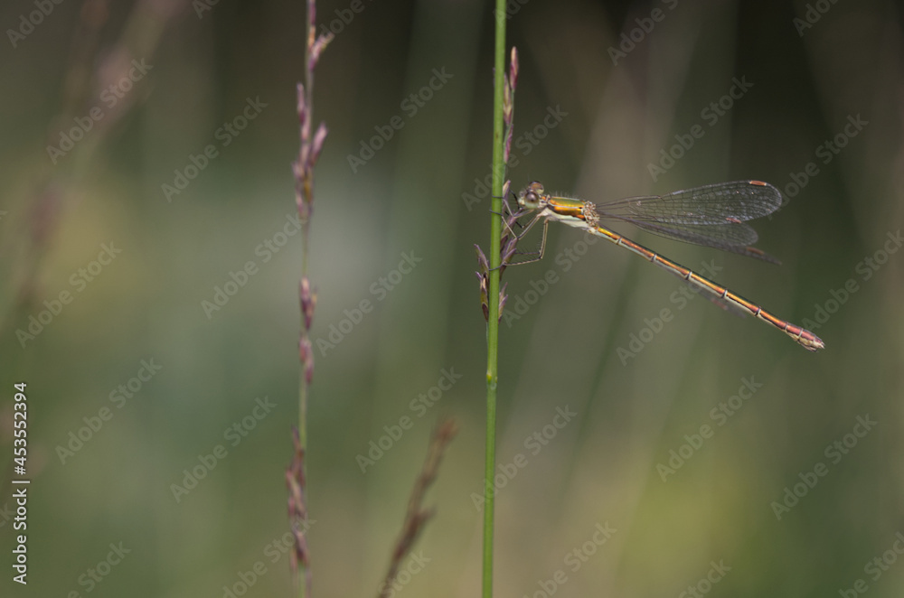 Kleine Binsenjungfer (Lestes virens) Kleine Binsenjungfer (Lestes virens)