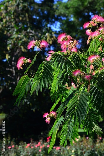 Decorative pink to white fluffy inflorescence and frond like leaves of Persian Silk Tree, also called Pink Silk Tree or Mimosa, latin name Albizia Julibrissin, in summer afternoon sunshine.