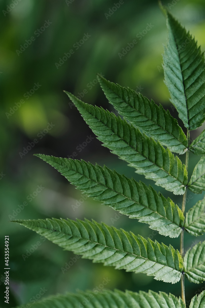 Sorbarium leaf close-up. A perfect background for your purposes.