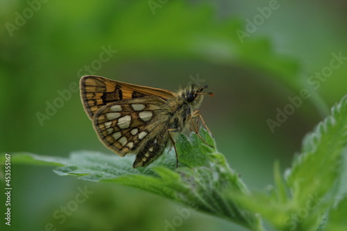 A rare Chequered Skipper Butterfly (Carterocephalus palaemon) on green leaf, back of the wings.