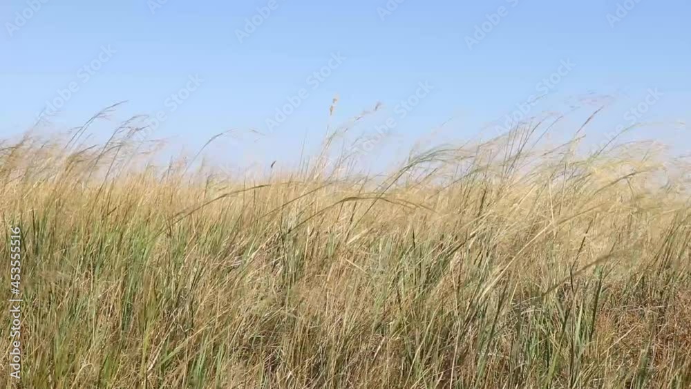 yellow wheat in the field under bly clear sky yellow wheat in the field under bly clear sky