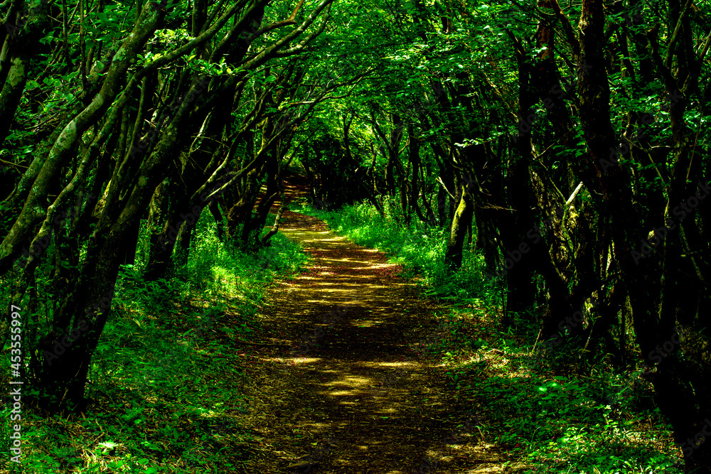 Obraz premium path in the forest