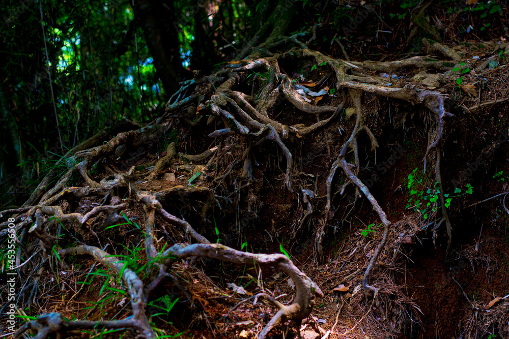 tree in the forest tree in the forest