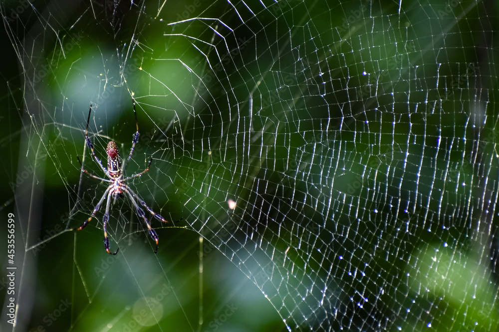 Banana spider in a web in the woods in Florida