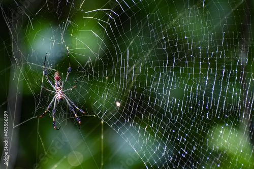 Banana spider in a web in the woods in Florida