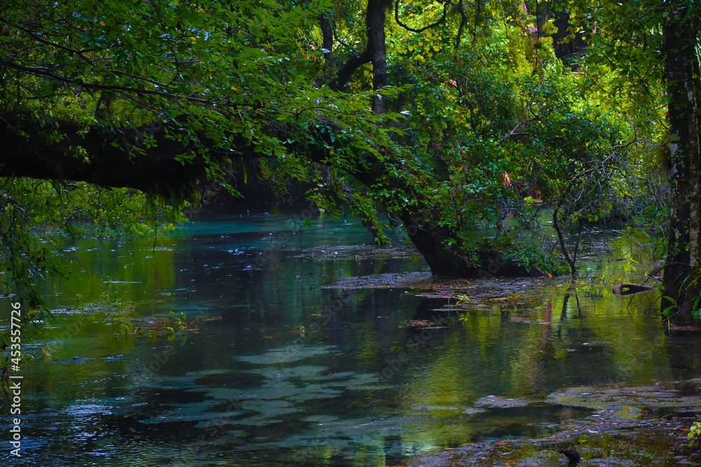 Rainy day at Rainbow Springs State Park in Florida Rainy day at Rainbow Springs State Park in Florida