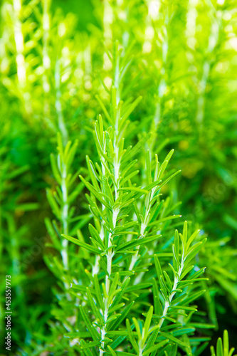 Juicy green rosemary growing in the garden in summer on a sunny day, vertical photo