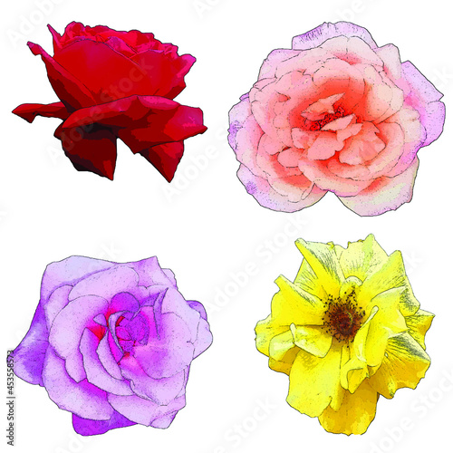 Vector illustration various types of roses on white background.