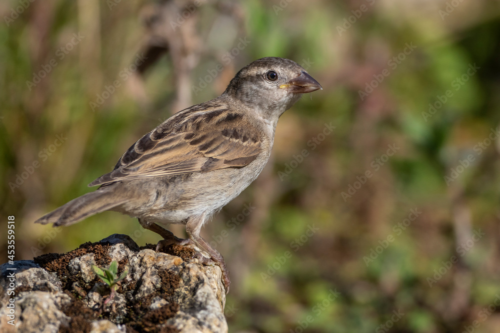 Fototapeta premium Haussperling (Passer domesticus) Weibchen, Jungvogel