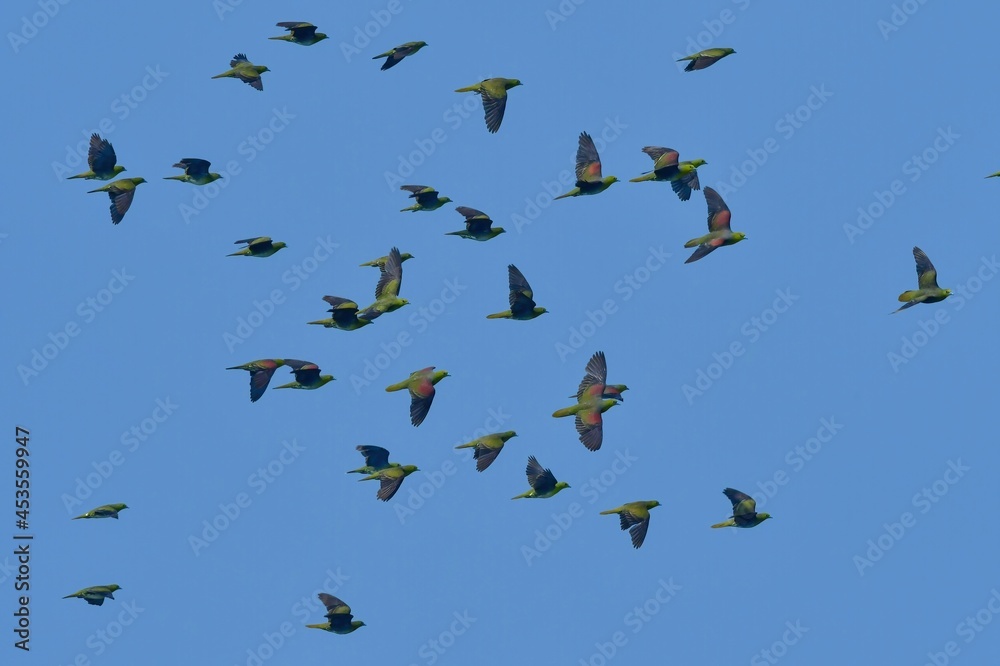 Fototapeta premium アオバトの群れ