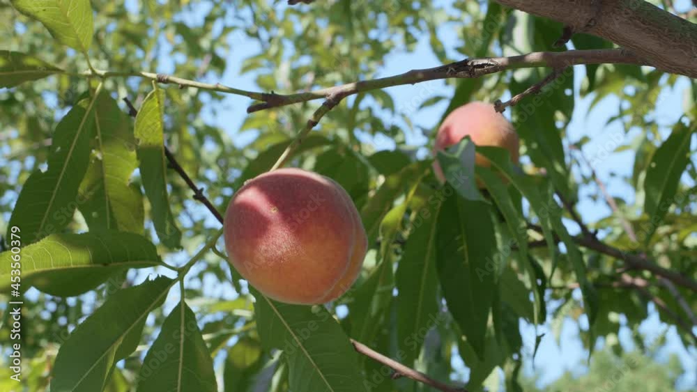 Ripe large peach on a peach tree branch against the background of summer nature.