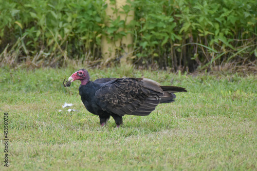 Turkey vulture in the swamp grass