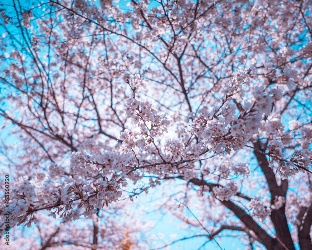 Cherry blossoms