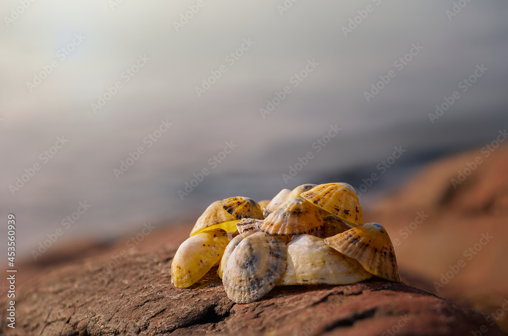 clams sea shells, with beautiful light and ocean sea background clams sea shells, with beautiful light and ocean sea background