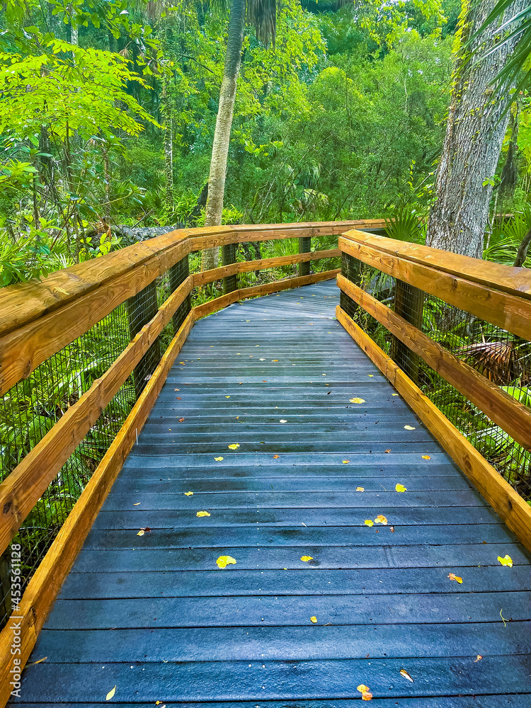 Obraz premium Elevated wooden boardwalk for hiking in Rainbow Springs
