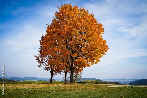 Ein goldener Baum im Herbst