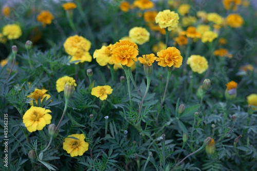 Yellow flower background . Daylight , natural light