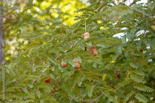 Leaves of a Tomarindo tree with some fruits photo