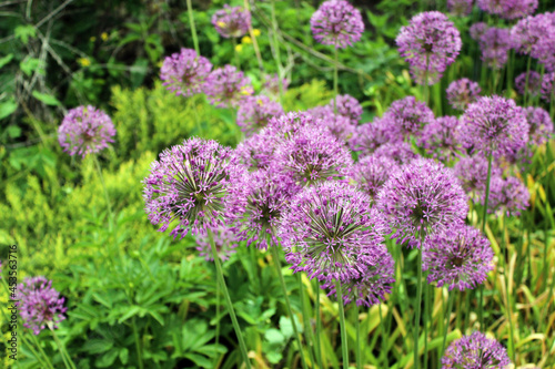 Natural summer background. A few purple round flowers of wild onions. Wild onion allium blooms on the field. Round purple inflorescences.