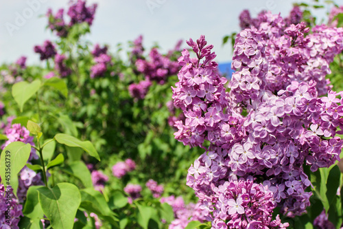 Natural background. Bright blooms of spring lilacs bush in lilac garden. Spring blue lilac flowers close-up on blurred background. Spring herbal concept. Lilacs flowers for landscaping.