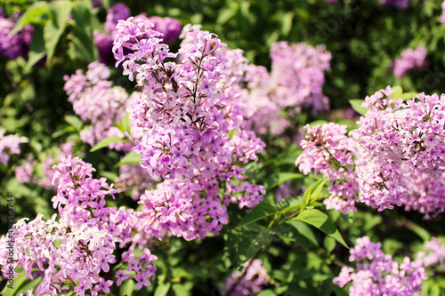 Bright blooms of spring lilacs bush in lilac garden. Spring pink lilac flowers close-up on blurred herbal background. Natural background. Spring herbal concept. Lilacs flowers for landscaping.