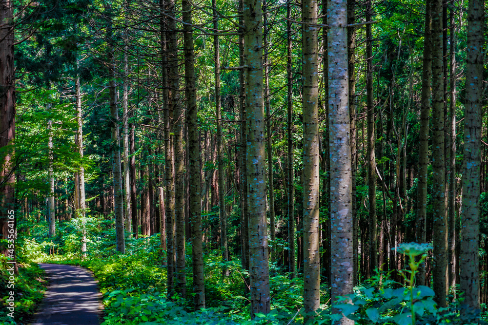 Obraz premium 北海道北斗市の森林のイメージ