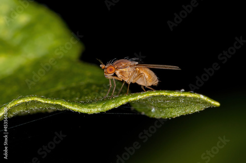 Adult Lauxaniid Fly photo