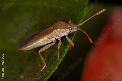 Adult Leaf-footed Bug photo