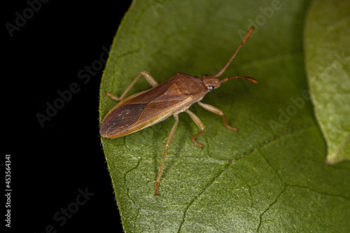 Adult Leaf-footed Bug photo