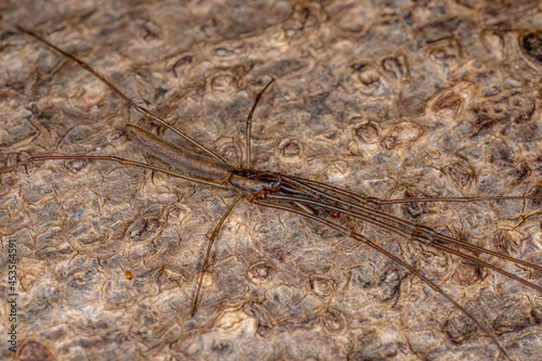 Long-jawed Orbweaver Spider photo