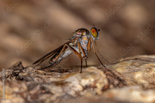 Adult Long-legged Fly photo