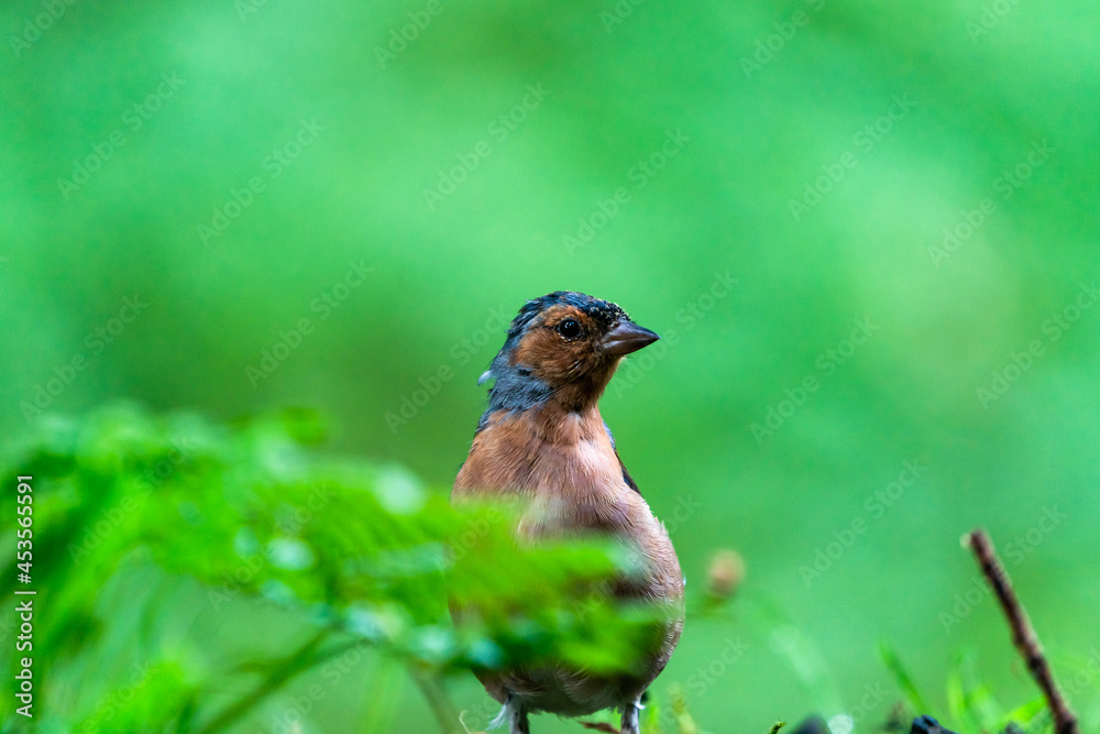 Common chaffinch (Fringilla coelebs) Common chaffinch (Fringilla coelebs)