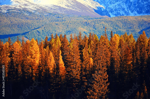 autumn forest mountains panorama, landscape trees, nature yellow season