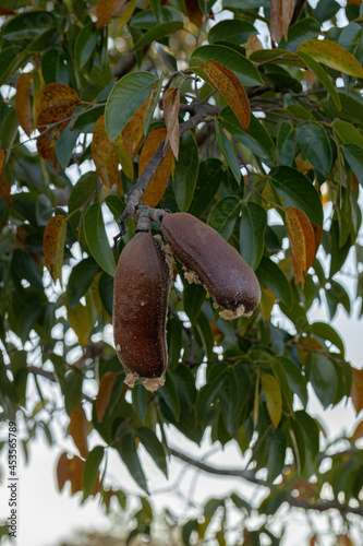 Stinkingtoe Tree with Fruits photo