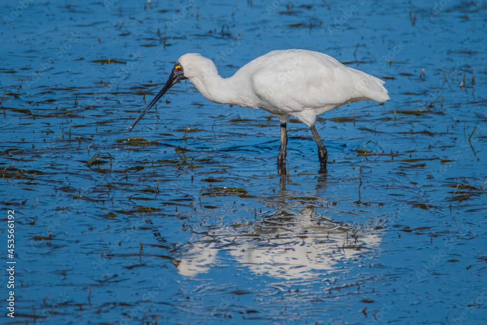 Obraz premium Royal Spoonbill with reflection in the blue bay water