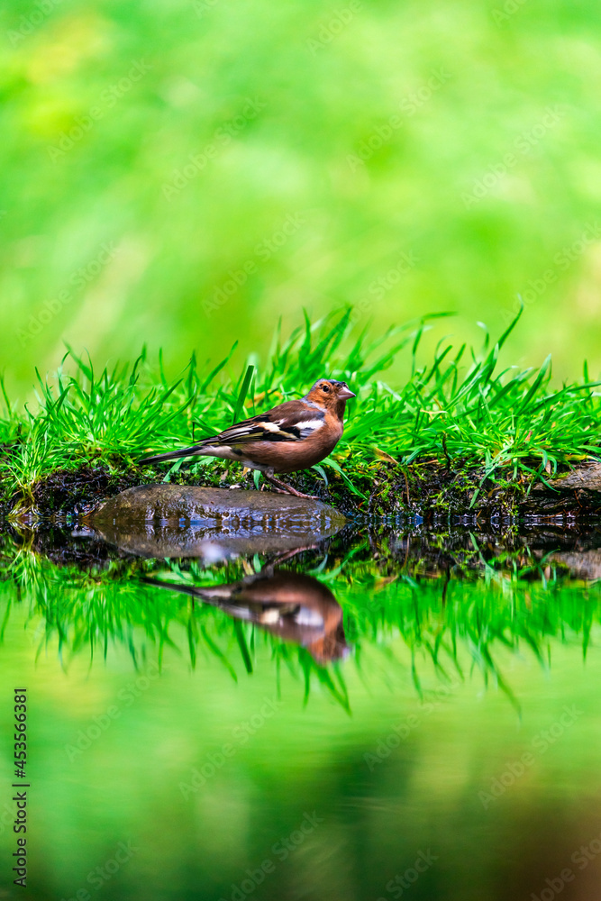 Obraz premium Common chaffinch (Fringilla coelebs)