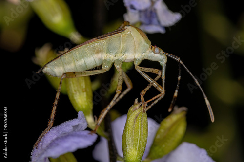 Adult  Leaf-footed Bug photo